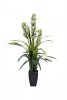 29BJ-911-33 Орхидея Цимбидиум (Cymbidium) искусств. лаймовая в горшке h110 см