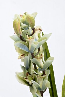 29BJ-911-33 Орхидея Цимбидиум (Cymbidium) искусств. лаймовая в горшке h110 см