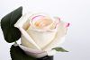 96CN-RB42 Диффузор Роза св.розовая (Rose Bud Pink), спрей Лепесток роз (Rose Petal) 5мл в упак.